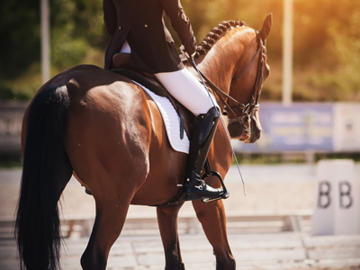 Equestrian eCommerce Retailer For Sale